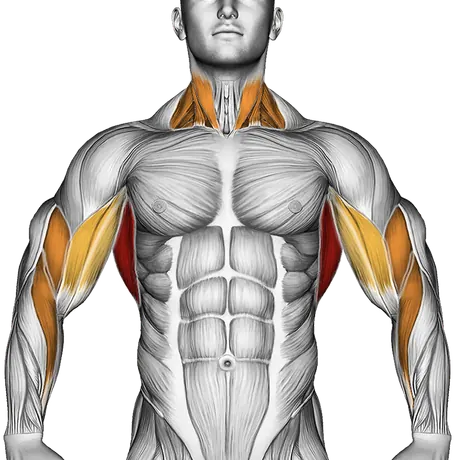 Close Grip Chin-Up — Muscles worked: Lats, Rear delts, Upper back, Biceps, Forearms, Neck (Front)