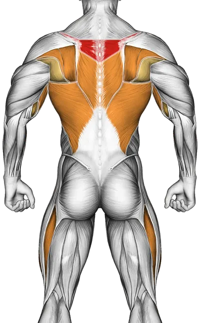 Rowing (with Rowing Machine) — Muscles worked: Upper back, Lats, Biceps, Quadriceps (Back)
