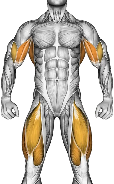 Rowing (with Rowing Machine) — Muscles worked: Upper back, Lats, Biceps, Quadriceps (Front)