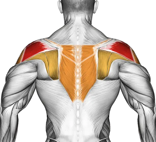 Lever Seated Reverse Fly — Muscles worked: Rear delts, Side delts, Upper back (Back)