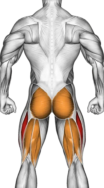 Landmine Squat and Press — Muscles worked: Quadriceps, Front delts, Glutes, Hamstrings (Back)