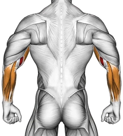 Lever Biceps Curl — Muscles worked: Biceps, Forearms (Back)
