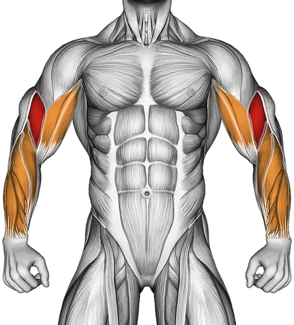 Lever Biceps Curl — Muscles worked: Biceps, Forearms (Front)