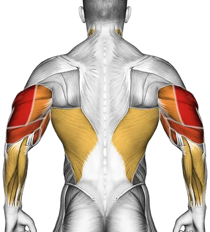 How to Get Bigger Arms: Biceps and Triceps — Muscles worked: Triceps, Forearms, Biceps, Chest, Front delts, Lats, Neck (Back)