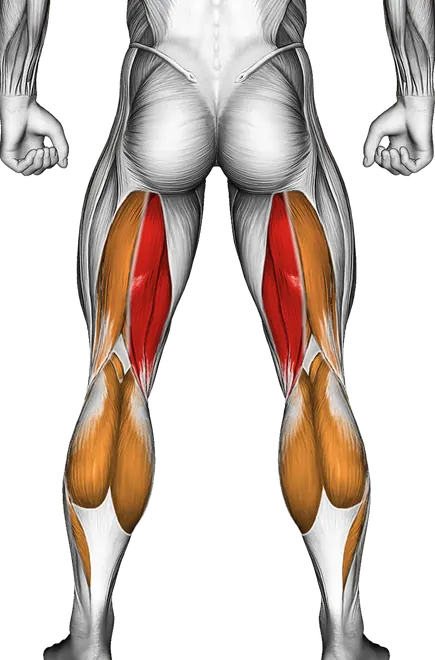 Lever Lying Single Leg Curl — Muscles worked: Hamstrings, Quadriceps, Calves (Back)