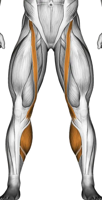 Lever Lying Single Leg Curl — Muscles worked: Hamstrings, Quadriceps, Calves (Front)
