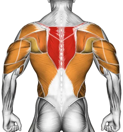 Cable One Arm Twisting Seated Row — Muscles worked: Upper back, Rear delts, Lats, Biceps, Triceps, Forearms, Obliques (Back)