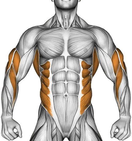Cable One Arm Twisting Seated Row — Muscles worked: Upper back, Rear delts, Lats, Biceps, Triceps, Forearms, Obliques (Front)