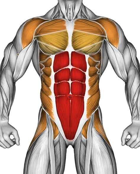 Kneeling Plank — Muscles worked: Core, Chest, Serratus, Front delts, Obliques, Glutes, Abductors (Front)