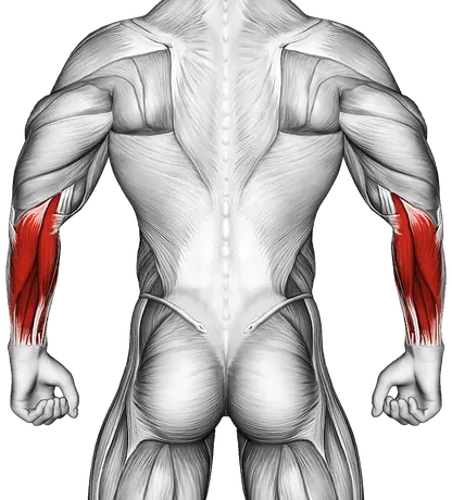 Dumbbell Finger Curls — Muscles worked: Forearms (Back)