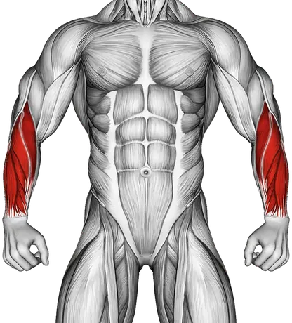 Dumbbell Finger Curls — Muscles worked: Forearms (Front)