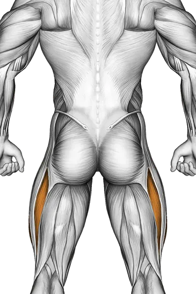 Boat Stretch — Muscles worked: Core, Quadriceps (Back)