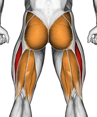 Kneeling Side Leg to Kick — Muscles worked: Quadriceps, Glutes, Abductors, Hamstrings (Back)