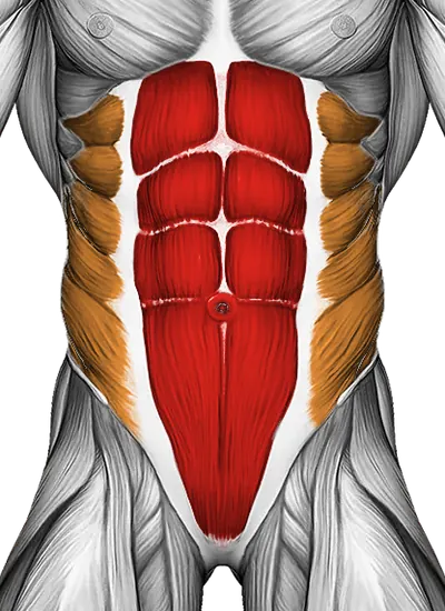 Lying (Prone) Abdominal Stretch — Muscles worked: Core, Obliques, Lower back (Front)