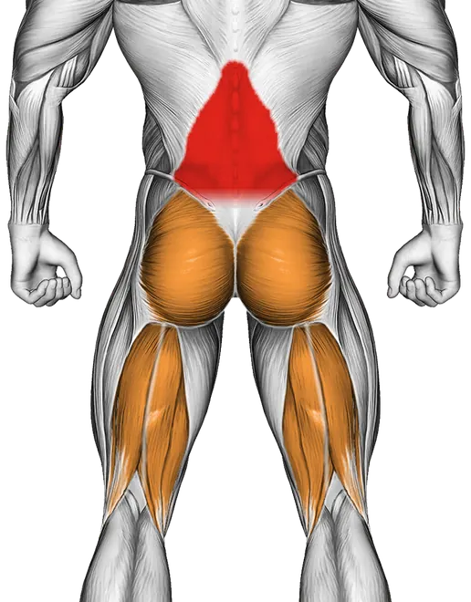 Superman — Muscles worked: Lower back, Glutes, Hamstrings