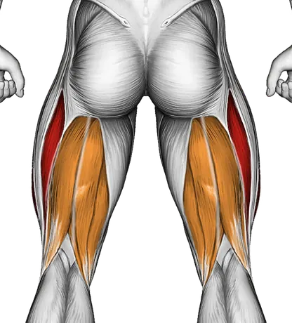 Intermediate Hip Flexor and Quad Stretch — Muscles worked: Quadriceps, Hamstrings (Back)