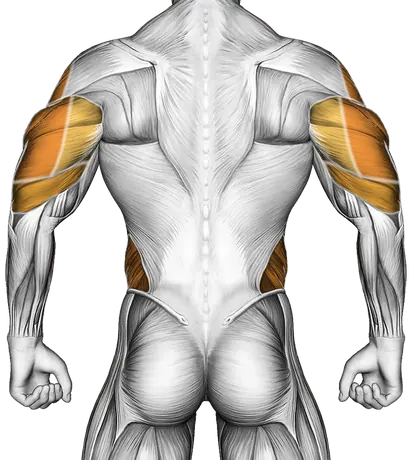 Kettlebell Bent Press — Muscles worked: Front delts, Chest, Serratus, Side delts, Triceps, Obliques, Abductors (Back)