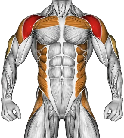 Kettlebell Bent Press — Muscles worked: Front delts, Chest, Serratus, Side delts, Triceps, Obliques, Abductors (Front)