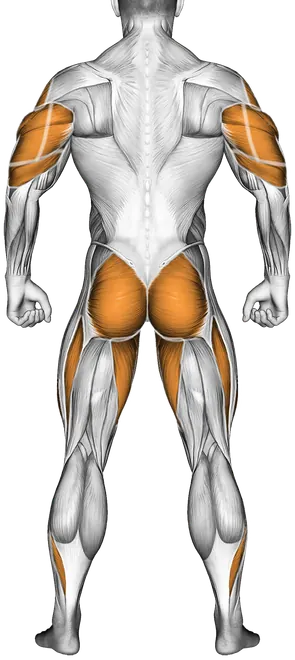 Dumbbell Thruster — Muscles worked: Front delts, Chest, Side delts, Triceps, Glutes, Quadriceps, Adductors, Calves (Back)