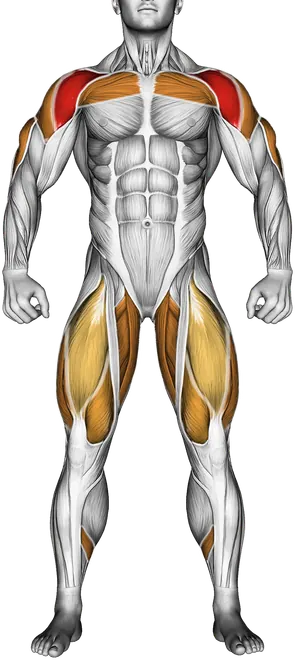 Dumbbell Thruster — Muscles worked: Front delts, Chest, Side delts, Triceps, Glutes, Quadriceps, Adductors, Calves (Front)