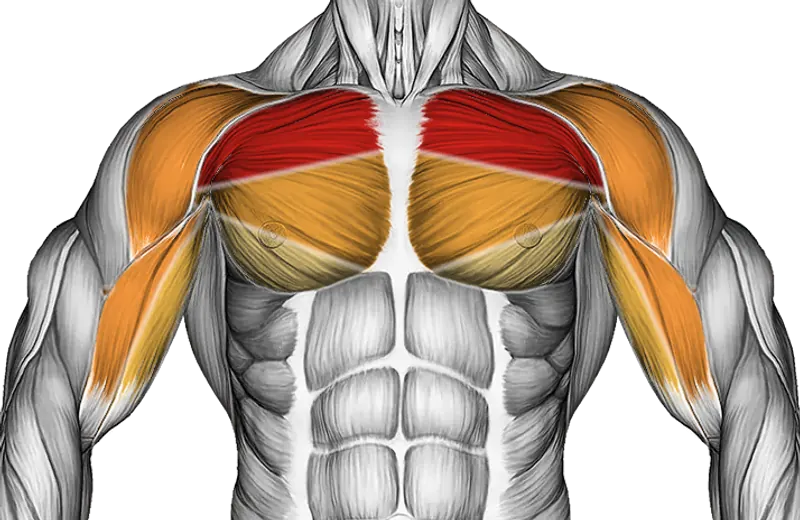 Cable Incline Fly — Muscles worked: Chest, Front delts, Biceps
