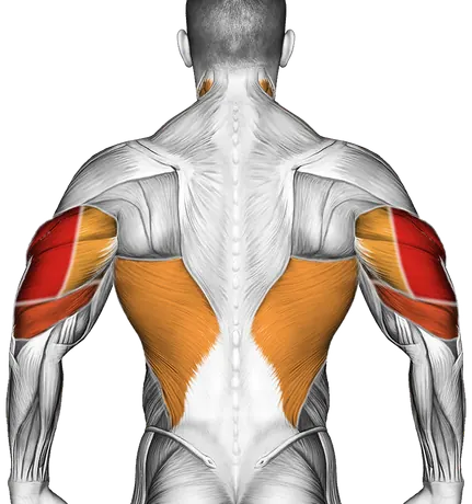 Triceps Dip — Muscles worked: Triceps, Chest, Front delts, Lats, Neck (Back)
