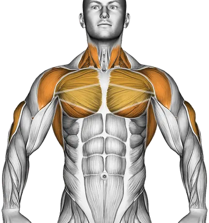 Triceps Dip — Muscles worked: Triceps, Chest, Front delts, Lats, Neck (Front)