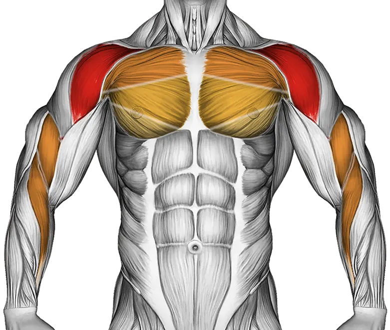 Seated Shoulder Flexor Depresor Retractor Stretch Bent Knee — Muscles worked: Front delts, Chest, Biceps, Forearms