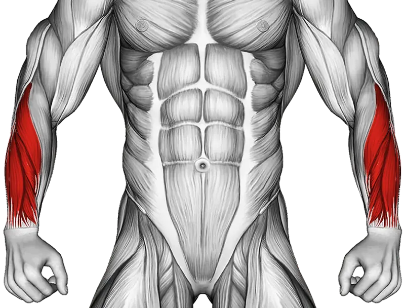 Barbell Reverse Wrist Curl — Muscles worked: Forearms