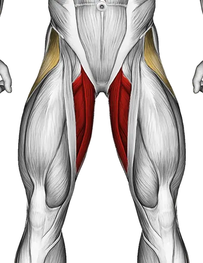Side to Side Leg Swings — Muscles worked: Adductors, Glutes, Abductors, Hamstrings (Front)