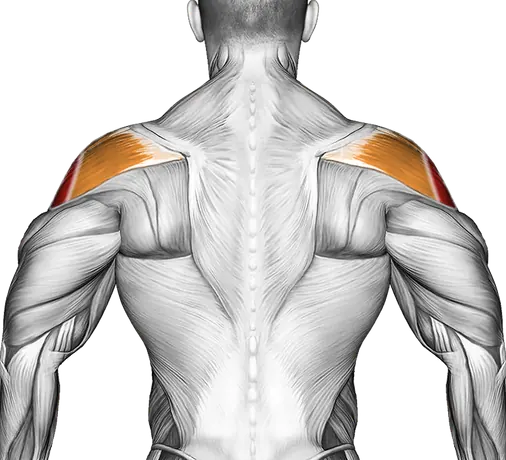 Dumbbell W Press — Muscles worked: Side delts, Serratus, Front delts, Rear delts (Back)