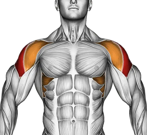 Dumbbell W Press — Muscles worked: Side delts, Serratus, Front delts, Rear delts (Front)