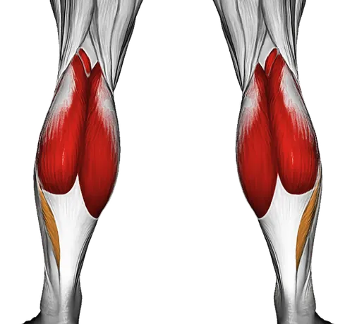 How to Build Bigger Calves — Muscles worked: Calves (Back)