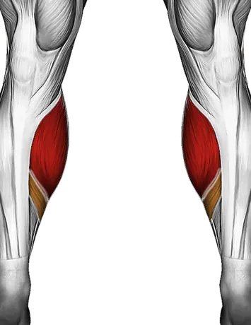 How to Build Bigger Calves — Muscles worked: Calves (Front)