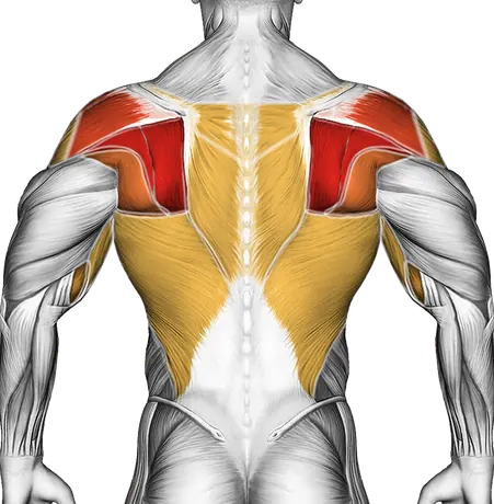 Shoulder Pain from Lifting: Causes, Fixes and Safe Training — Muscles worked: Upper back, Rear delts, Lats, Biceps, Side delts, Forearms (Back)
