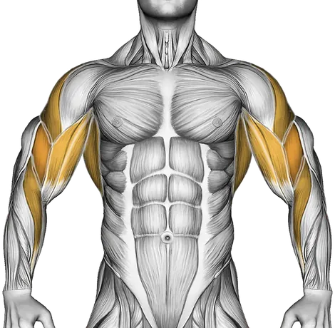 Shoulder Pain from Lifting: Causes, Fixes and Safe Training — Muscles worked: Upper back, Rear delts, Lats, Biceps, Side delts, Forearms (Front)
