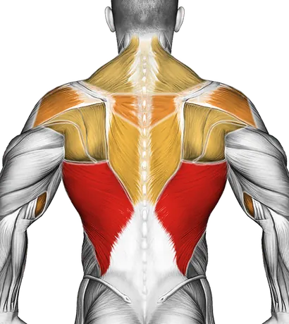 How to Get Your First Pull-Up — Muscles worked: Lats, Rear delts, Upper back, Biceps, Forearms, Traps (Back)