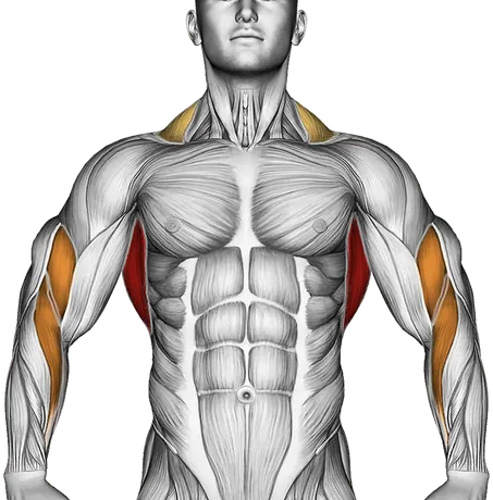 How to Get Your First Pull-Up — Muscles worked: Lats, Rear delts, Upper back, Biceps, Forearms, Traps (Front)