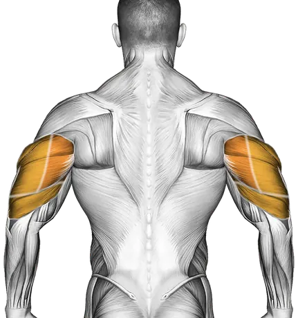 Dumbbell Lying One Arm Press — Muscles worked: Chest, Front delts, Triceps (Back)