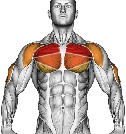 Dumbbell Lying One Arm Press — Muscles worked: Chest, Front delts, Triceps (Front)