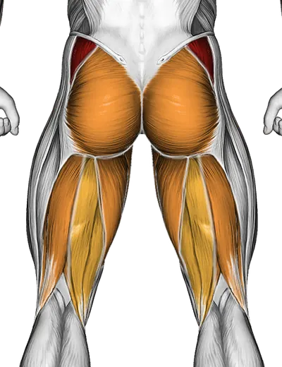 Bridge Hip Abduction — Muscles worked: Abductors, Glutes, Adductors, Hamstrings (Back)
