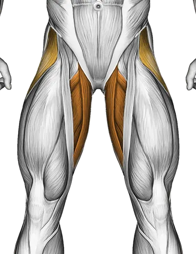 Bridge Hip Abduction — Muscles worked: Abductors, Glutes, Adductors, Hamstrings (Front)