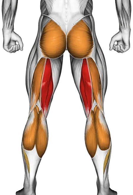 Inverse Leg Curl with Bench Pads — Muscles worked: Hamstrings, Glutes, Calves