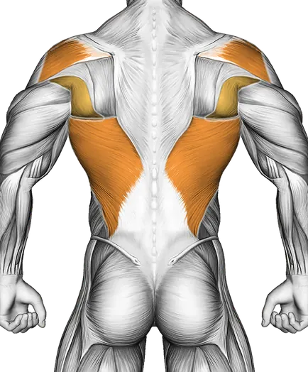 Standing Wheel Rollout — Muscles worked: Core, Chest, Rear delts, Lats, Abductors (Back)