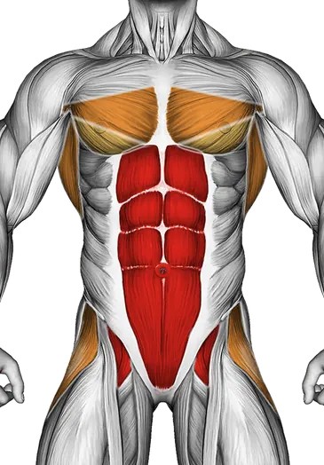 Standing Wheel Rollout — Muscles worked: Core, Chest, Rear delts, Lats, Abductors (Front)