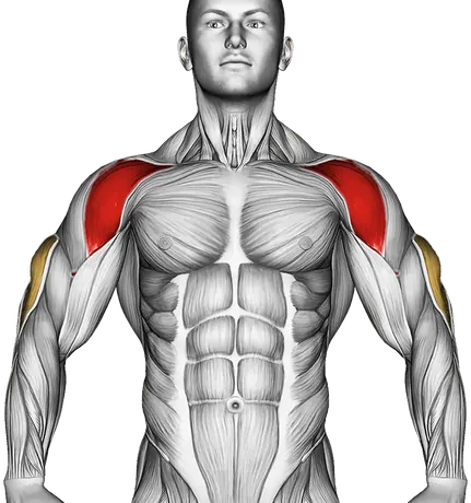 Kettlebell Double Push Press — Muscles worked: Front delts, Triceps (Front)