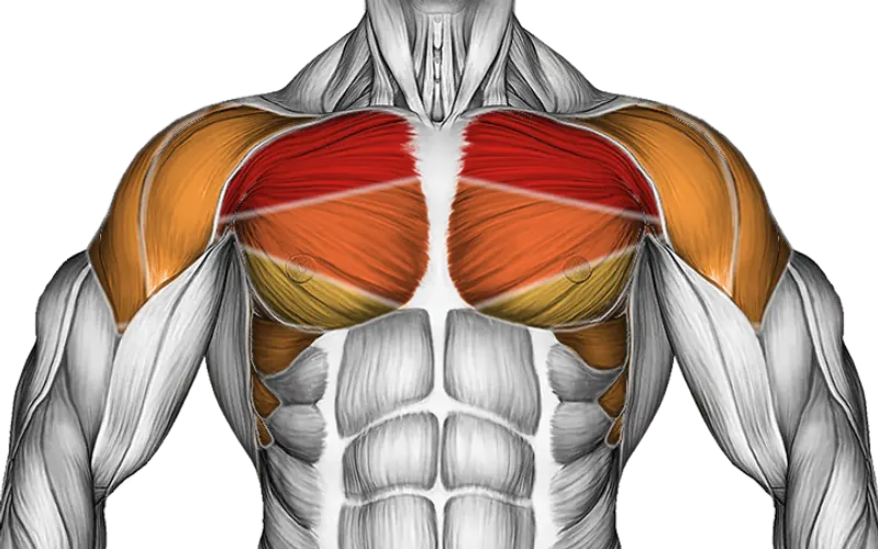Arm Crossover — Muscles worked: Chest, Serratus, Front delts, Side delts