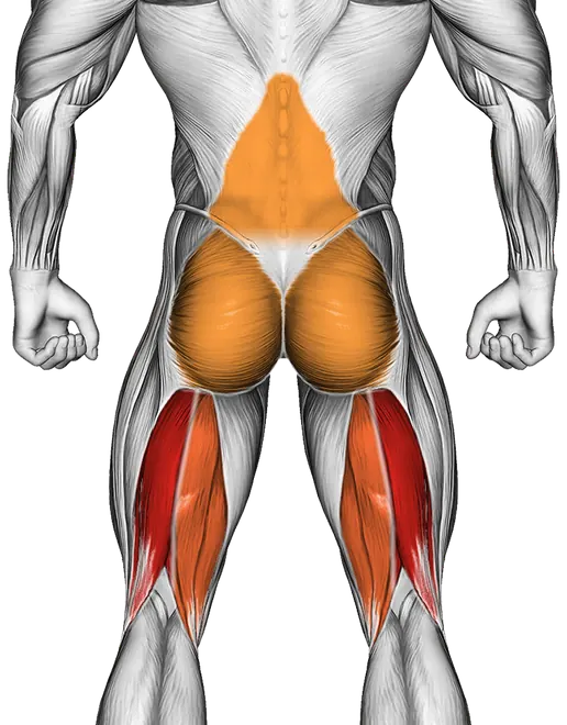 Dumbbell Single Leg Deadlift — Muscles worked: Hamstrings, Lower back, Glutes