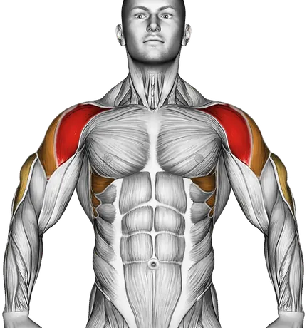 Cable Shoulder Press — Muscles worked: Front delts, Serratus, Side delts, Triceps (Front)