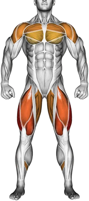 Dumbbell Iron Cross — Muscles worked: Quadriceps, Chest, Front delts, Side delts, Rear delts, Glutes, Adductors, Calves (Front)
